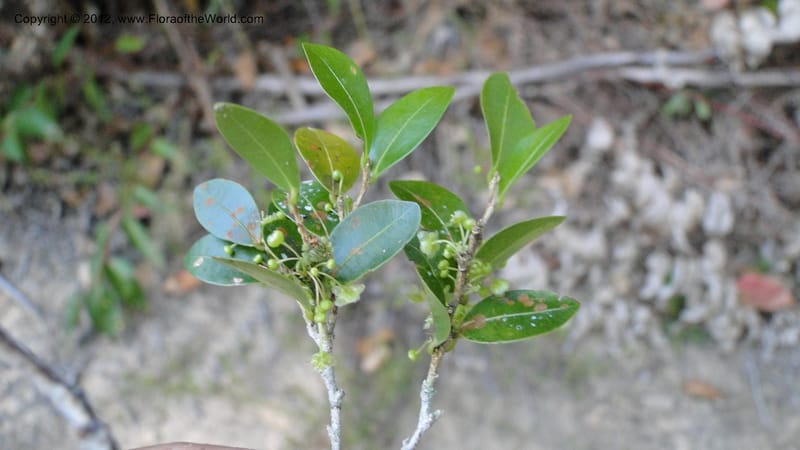 Ilex mitis, N. Manjato 190--Madagascar. E of Ambositra toward Antoetra. 2 May 2010 425 (11).jpg