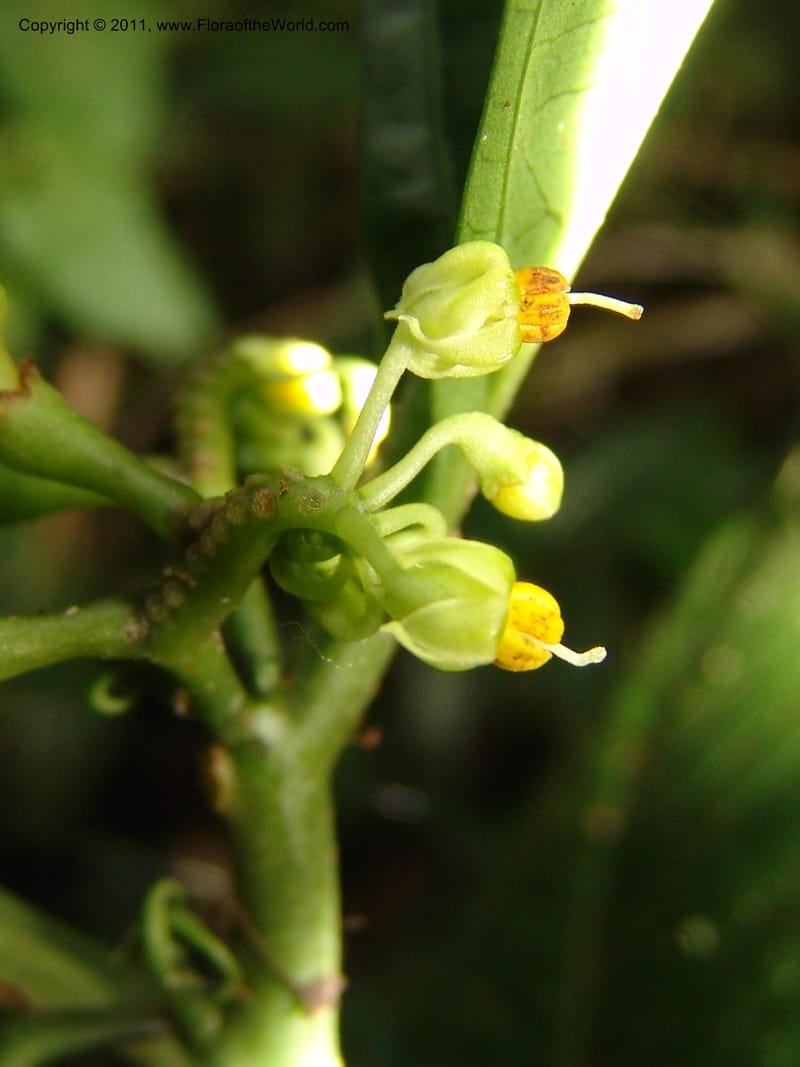 Solanum anceps, R. Vasquez 33006--Peru. Pillcopata. Qbda Pini Pini. 29 Oct 07. 666 (18).jpg