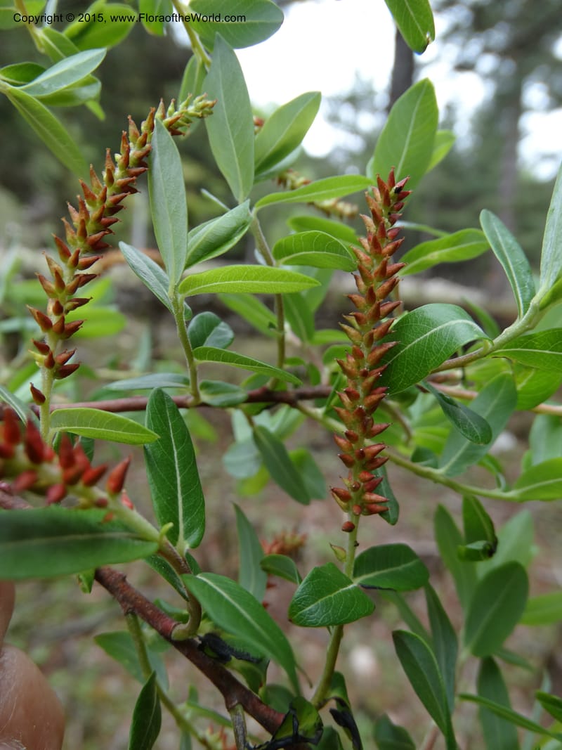 Salix, Boufford, D 43733--China. Sichuan. XinZhaZi Gou. 14 May 2014. DSC06426 (129).JPG