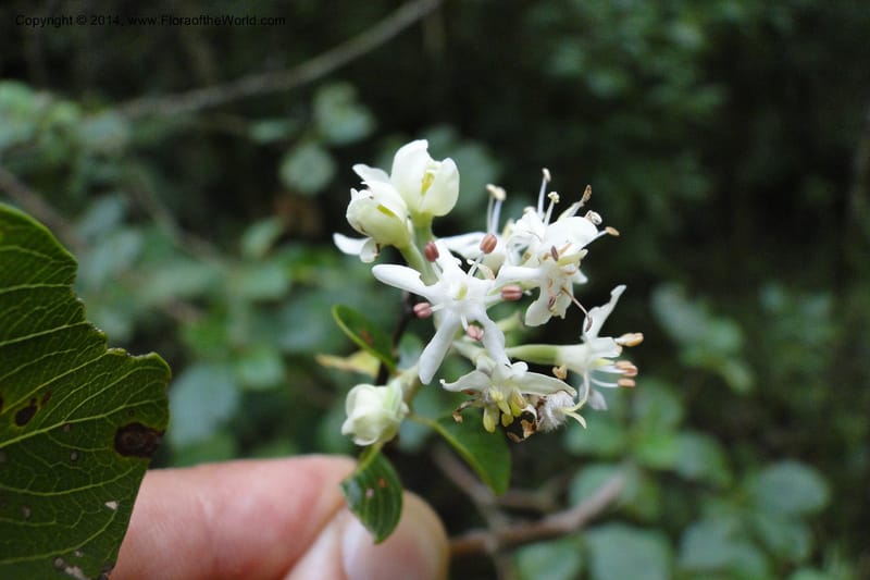 Calycophyllum multiflorum, W. D. Stevens 31189--Paraguay. Edo. Concepcion. Garay Cue. 19 Mar 2011. 282 (7).jpg