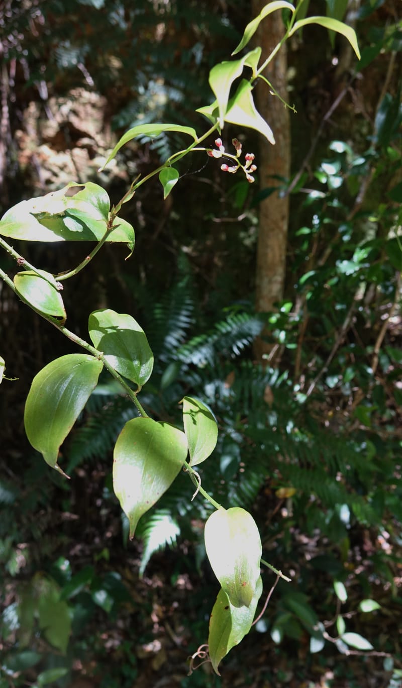 Petermannia cirrosa, Davidsonm C 13363--Australia. Qld. Springbrook N.P. Mt. Cougal Sect. 19 Oct 2016. DSC03346 (24).JPG
