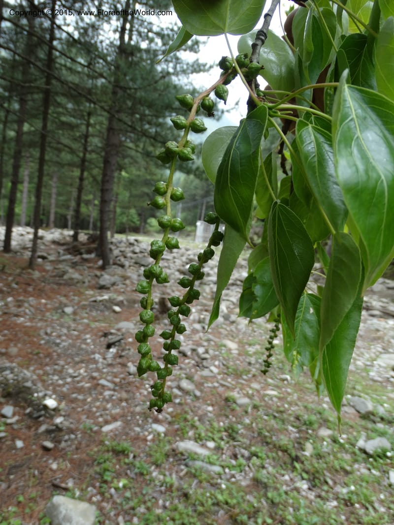 Populus, Boufford, D 43740--China. Sichuan. XinZhaZi Gou. 14 May 2014. DSC06426 (14).JPG