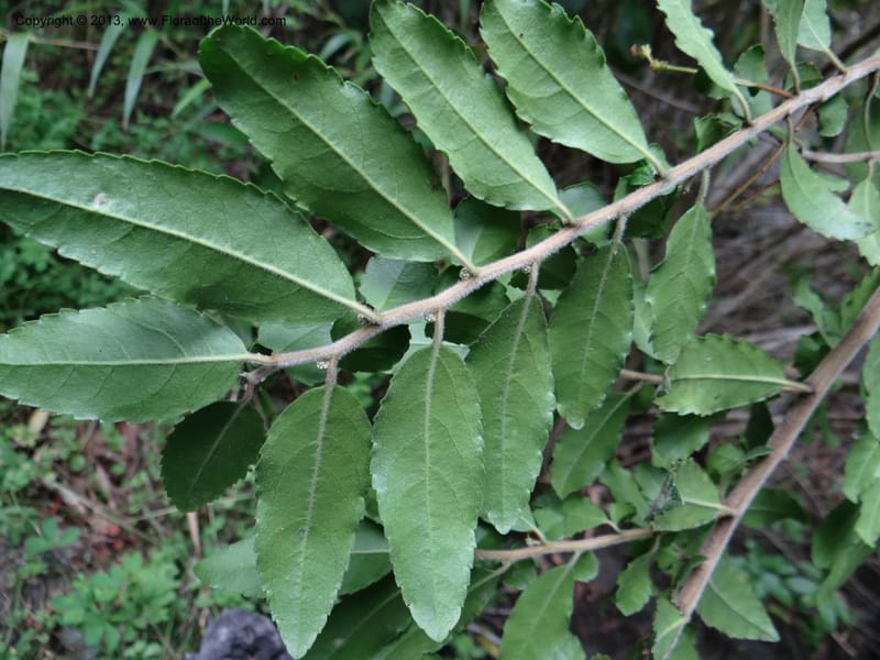 Azara, WDS 34074--Chile. Reserva Nac. Los Queules. 15 Feb 2013. DSC01158 (52).JPG