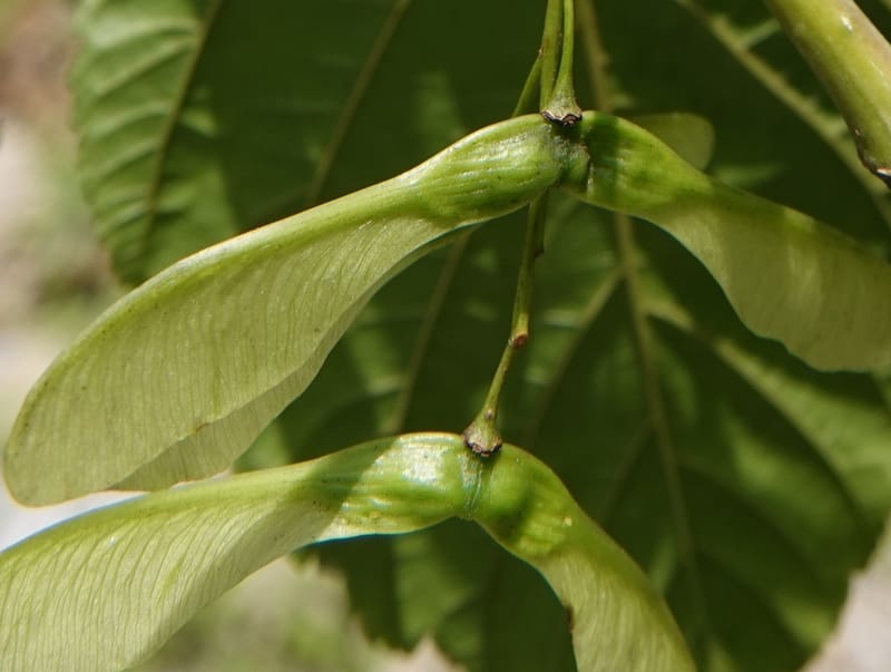 Acer davidii subsp. davidii, D. Boufford 44106--China. Yunnan. Lao jun Shan. 30 Apr 2018. DSC00424 (402).JPG
