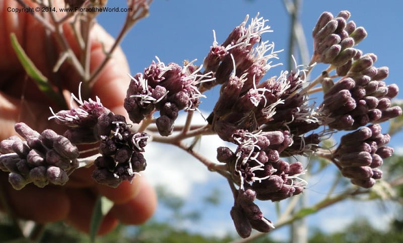 Eupatorium multicrenulatum, Stevens, W. D 31123, Amambay, 16 Mar 2011 1678 (9).JPG