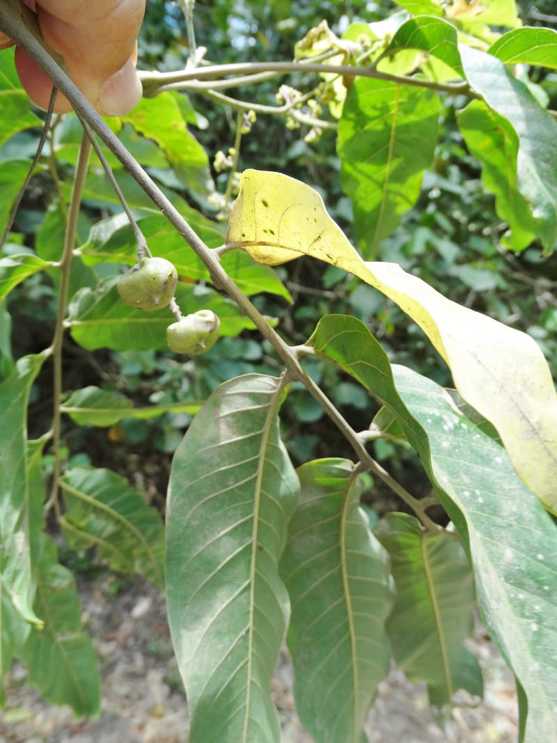 Alectryon, Munzinger, J 7387--Fiji. Near Bagasu village. 7 Nov 2015. DSC00244 (26).JPG