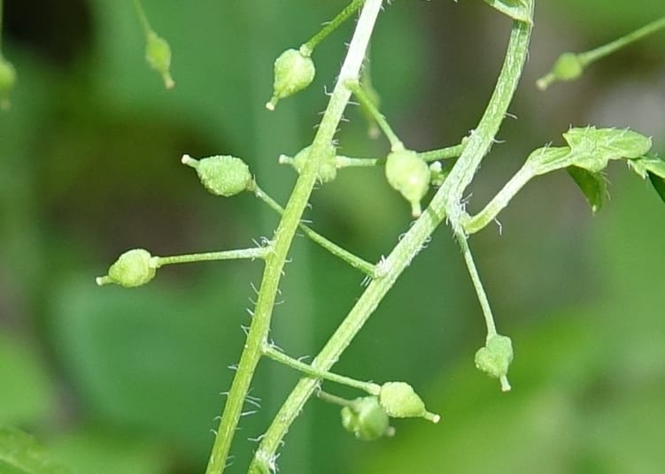 Yinshania acutangula subsp. wilsonii, C. Davidson 13755--China. Sichuan. Yibailingba-gou. 12 Aug 2017. DSC04660 (665).JPG
