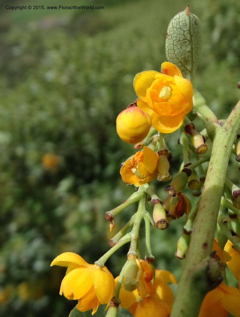 Berberis jamesonii, Ulloa, C 2504--Ecuador. Antesana. Lga. Sta. Lucia. 24 Apr 2015. DSC02778 (143).JPG