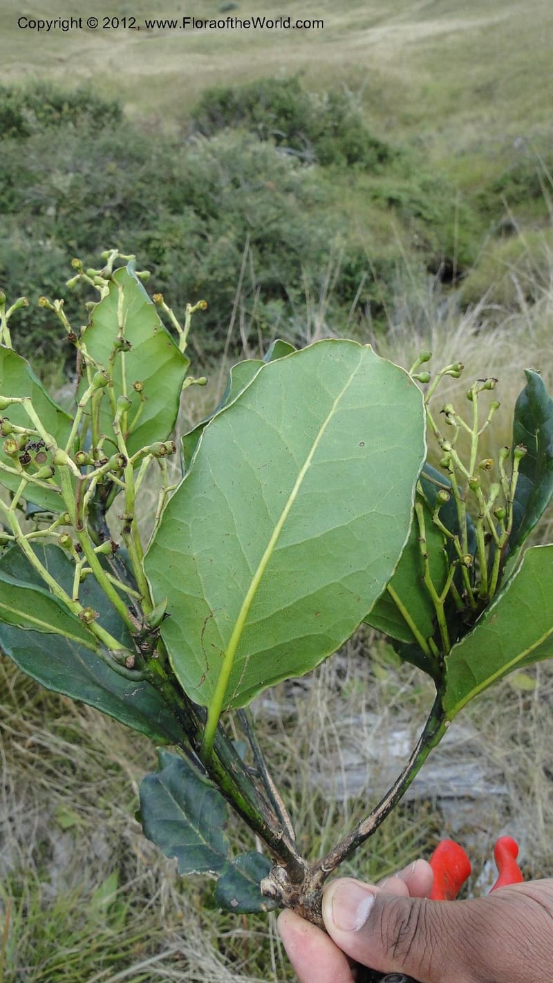 Ocotea, D. Ravelonarivo 3390--Madagascar. E of Ambositra toward Antoetra. 2 May 2010 325 (6).jpg