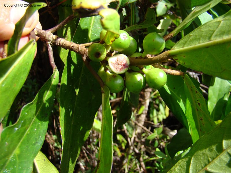 Ficus, JMunzinger4751--New Caledonia. Mandjelia. 13 Nov 07. 166.jpg