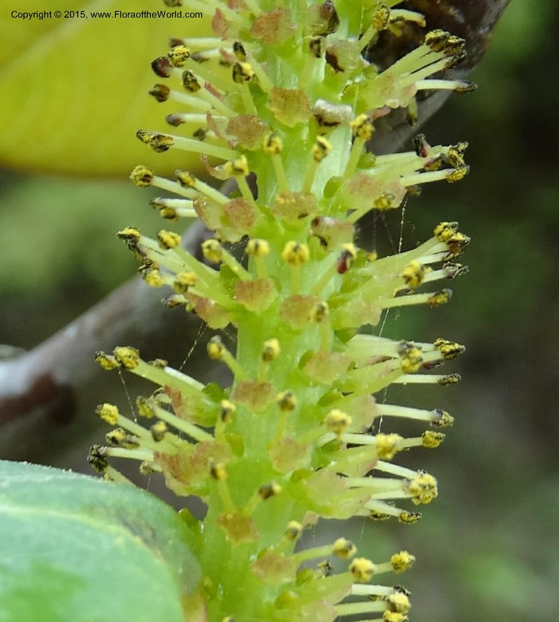 Salix, Boufford, D 43739--China. Sichuan. XinZhaZi Gou. 14 May 2014. DSC06426 (36).JPG