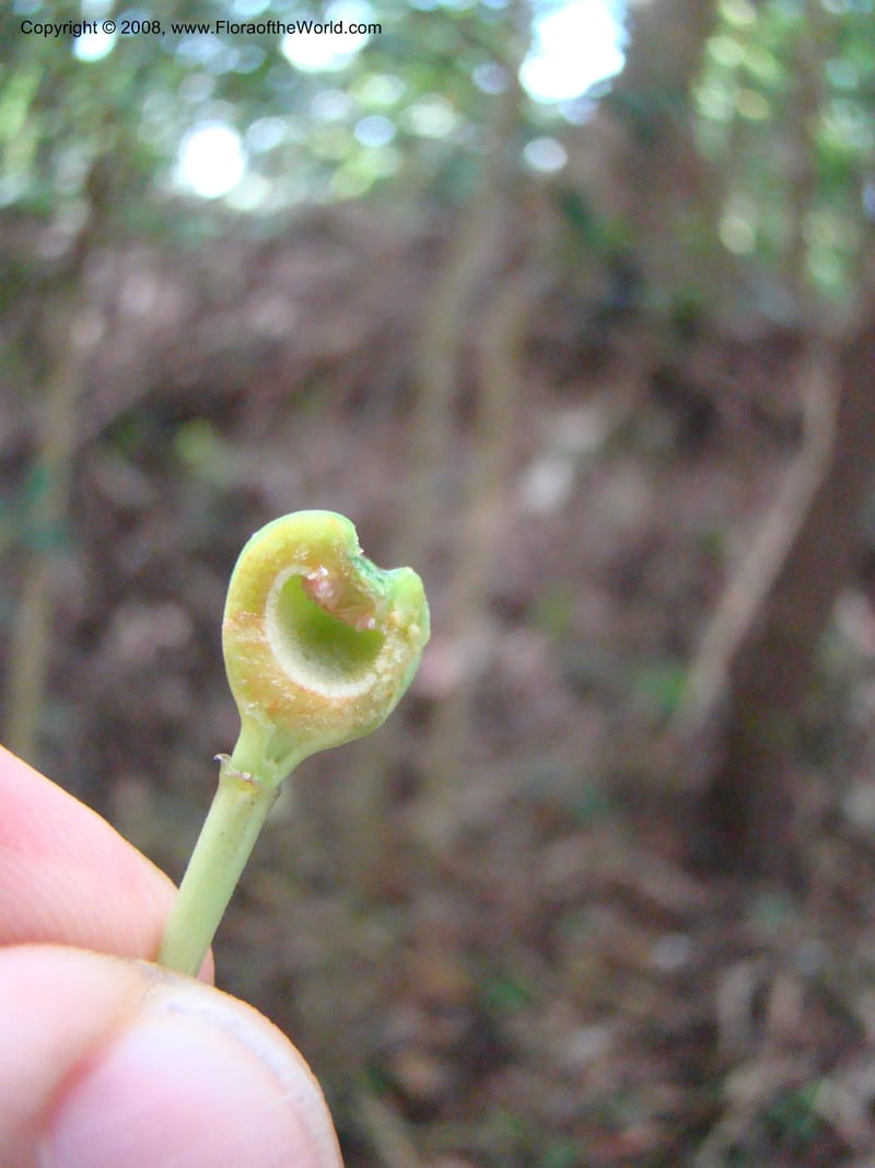 Ficus--Singapore. Bukit Timah Reserve. 8 Mch 08. 033.jpg