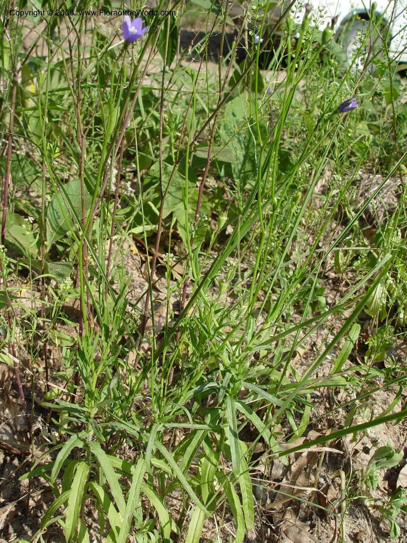 Wahlenbergia--So. Africa. KwaZuluNatal. Rd to Lake Sabaya Lodge.  30 Sep 03.  018.jpg