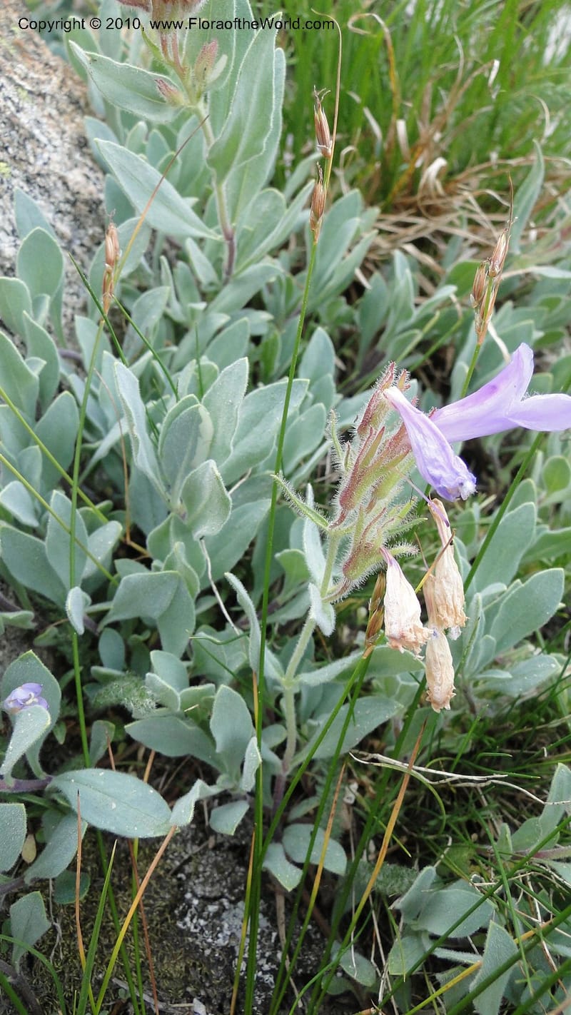 Penstemon montanus, C. Davidson 11769--ID. Idaho Co. Josephine Lk Rd . 27 July 2010. 001 (99).jpg