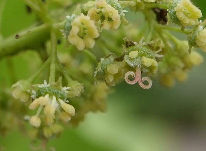 Acer davidii, D. Boufford 44097--China. Yunnan. Ci Wu Duan Rd. Stop 2. 29 Apr 2018. DSC00344 (123).JPG