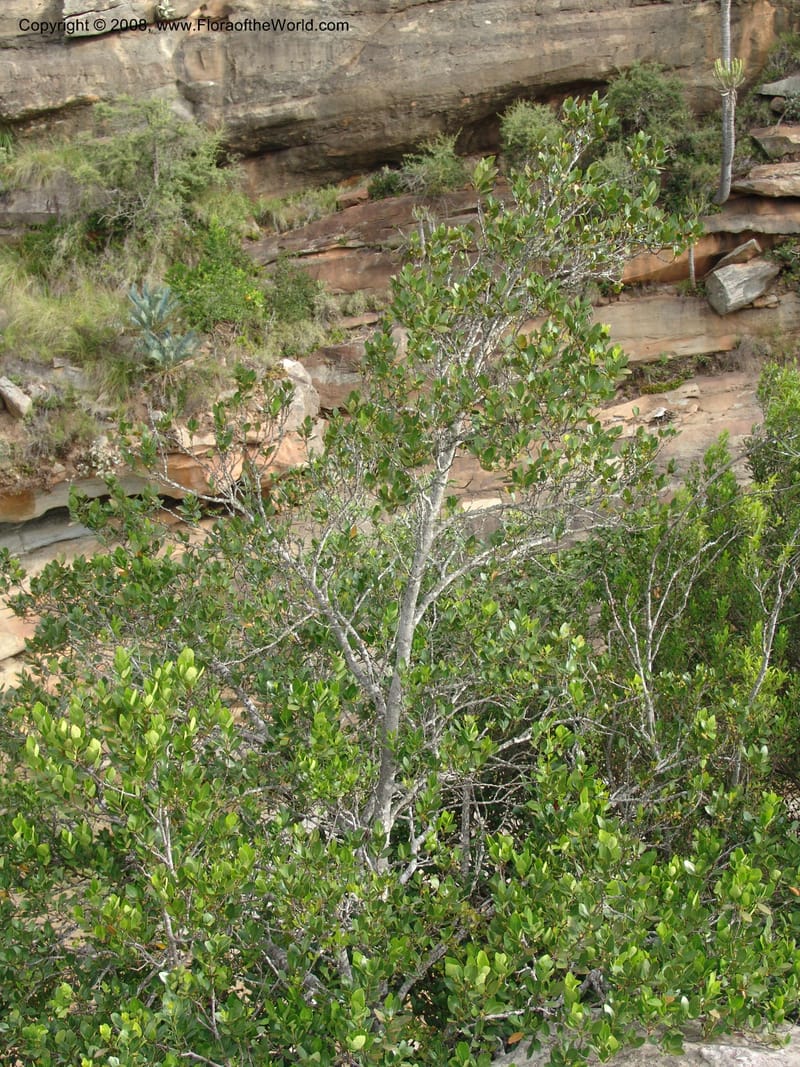 Pterocelastrus tricuspidatus--So.Africa. E. Cape. Waringham Farm, Quanti Area, Stut. 8 Mch 05. 522.jpg