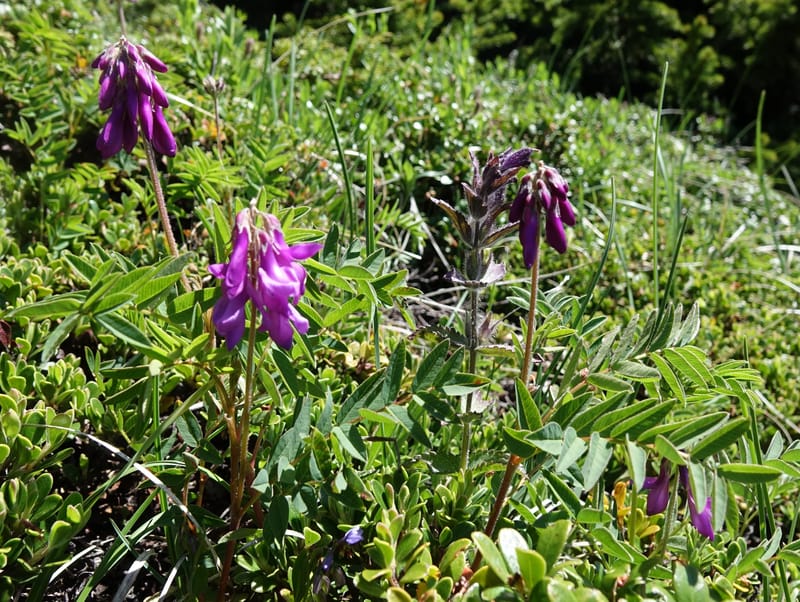Hedysarum hedysaroides, Davidson, C 13308--Switzerland. Les Violettes. 4 Jul 2016. DSC09126 (56).JPG