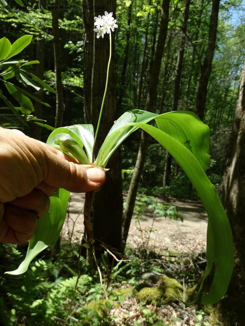 Clintonia umbellulata, Davidson, C 12988--North Carolina. Clay Co. Perry Gap Rd, Barnard's Cr. 13 May 2015. DSC04860 (262).JPG