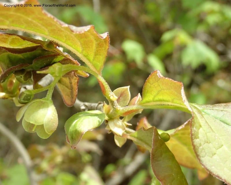 Sabia, Boufford, D 43677--China. Sichuan. GuoBaYan, HanBaiYu Shan. 12 May 2014. DSC05373 (102).JPG