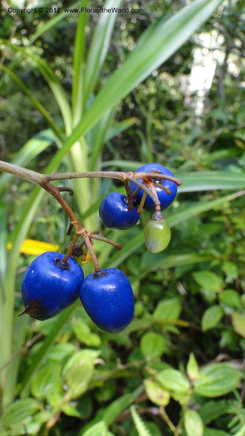 Dianella ensifolia, A. Ramahefaharivelo 168--Madagascar. Ambolotara. Ambodini, Vatovavy. 3 May 2010 177 (74).jpg