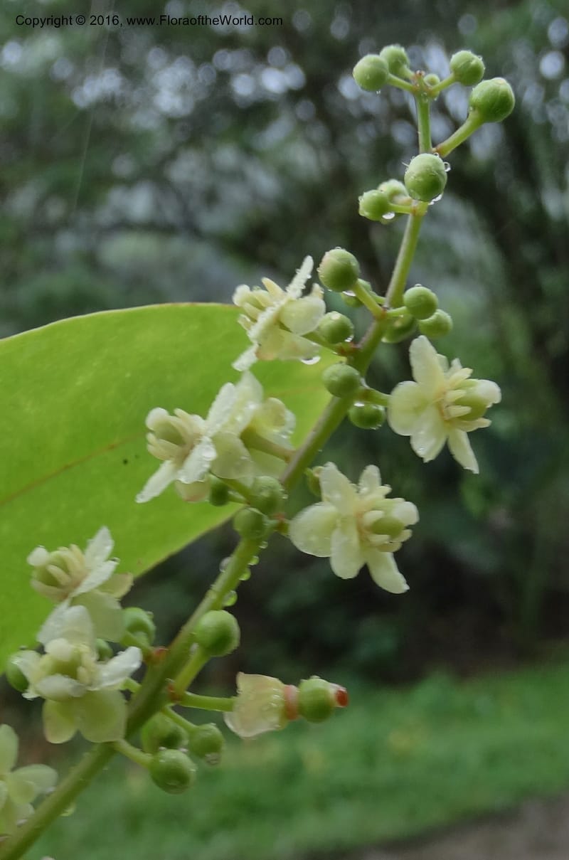 Lepisanthes fruticosa, Buerki, S 361--Sabah. Ulu Senagang. 9 Oct 2014. DSC03434 (38).JPG