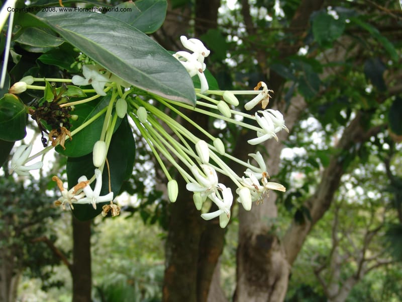 Posoqueria latifolia--So. Africa. Durban Bot. Garden. 14 Mch 05. 200.jpg
