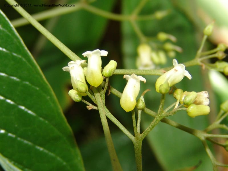 Shuaria ecuadorica, Neill 15912--Ecuador. Prv. Zam. Ch. C del Condor. Wawaime plot. 22 Sep 07. 214 (9).jpg