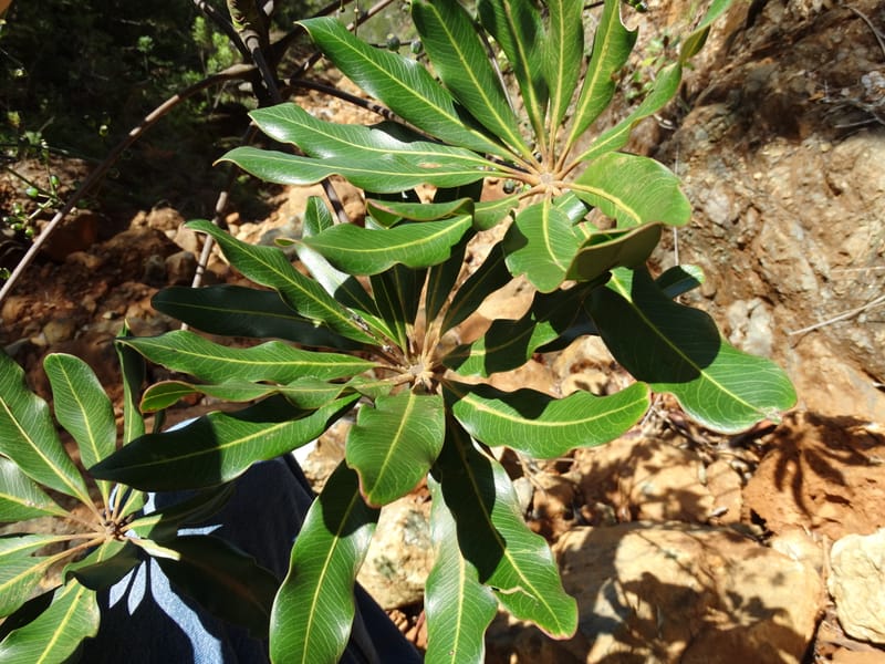 Plerandra polydactylis, Lowry, P 7420--New Caledonia. PinPin. 20 Nov 2015. DSC03938 (143).JPG