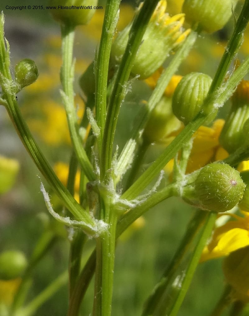 Packera millefolium, Davidson, C 13000--North Carolina. Macon Co. Slick Rock. 14 May 2015. DSC05505 (42).JPG