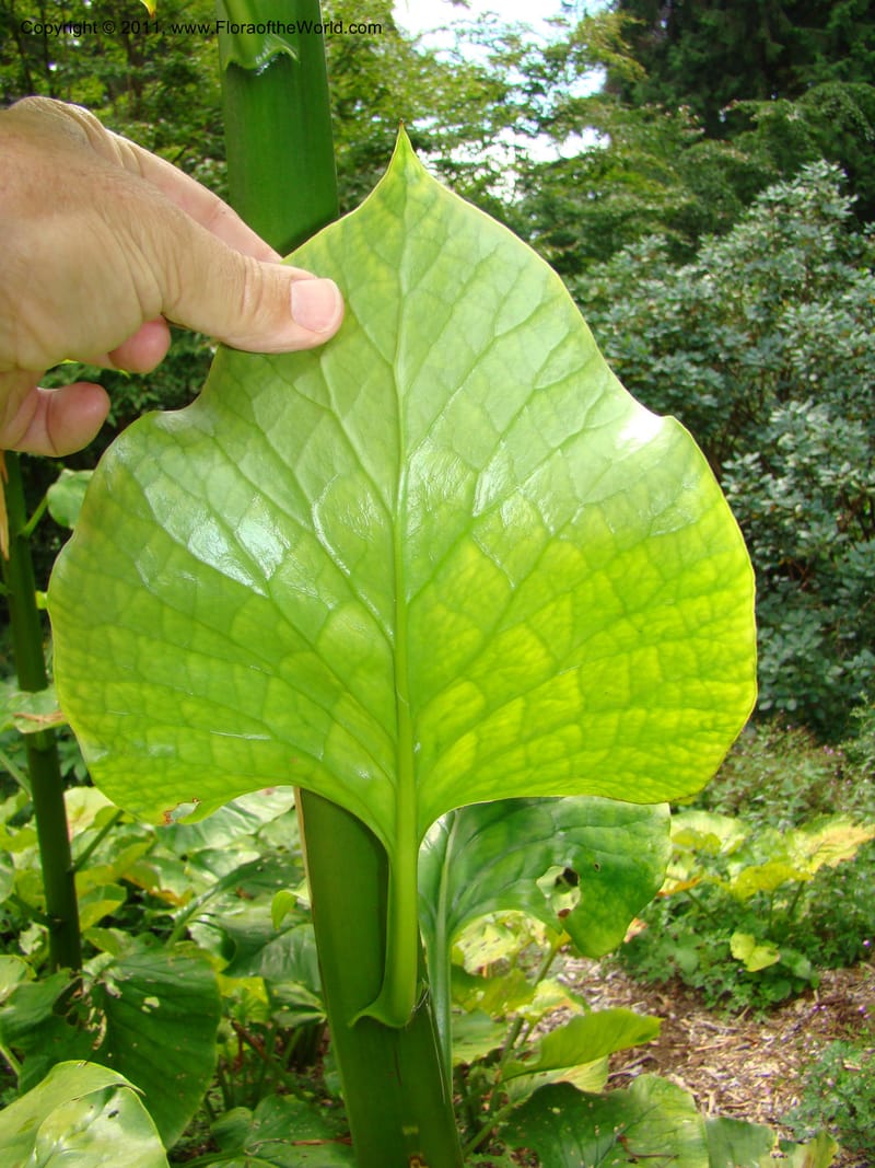 Cardiocrinum giganteum--Canada. BC. Univ. BC Bot. Garden. 27 Jul 08. 272.jpg
