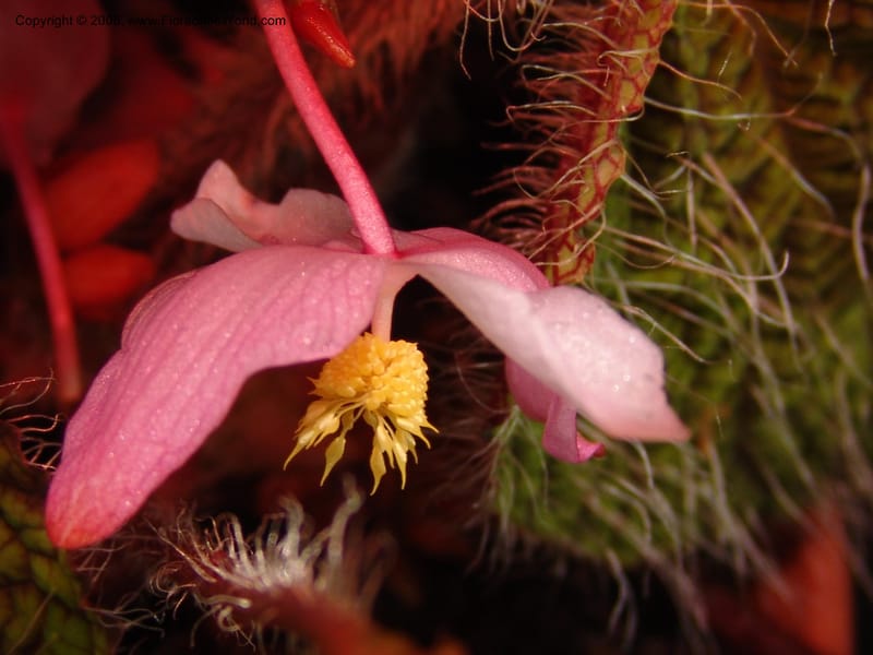Begonia rex ssp longiciliata--France. Nancy. Jard. Bot. Montet. 2 May 05. 191.jpg