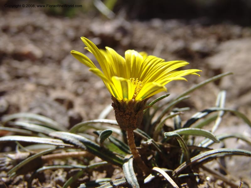 Gazania krebsiana--So.Africa. E. Cape. Joubert's Pass, SE of Lady Gray. 9 Mch 05. 085.jpg