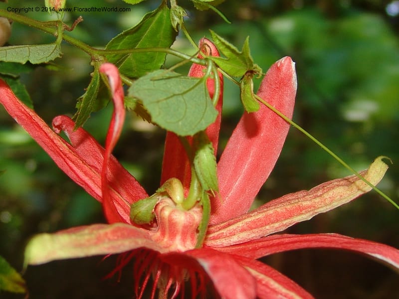 Passiflora vitifolia, Farfan 785--Peru. Edo. Madre de Dios. Laguna Valencia. 22 Oct 05. 006.jpg