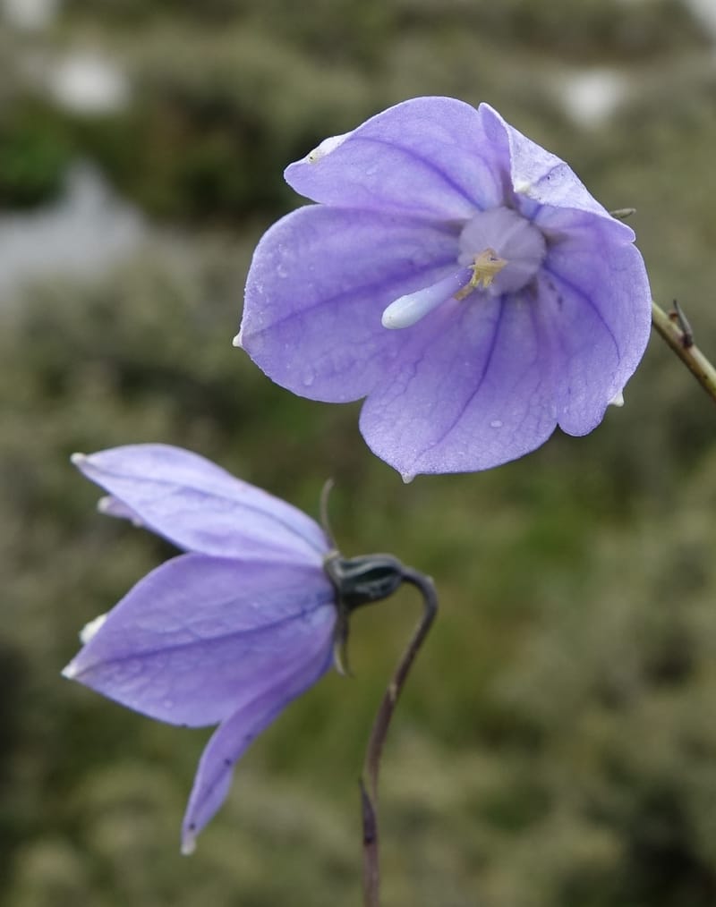 Adenophora jasionifolia, D. Boufford 44018--China. Sichuan. Daocheng Xian. 14 Aug 2017. DSC05676 (161).JPG