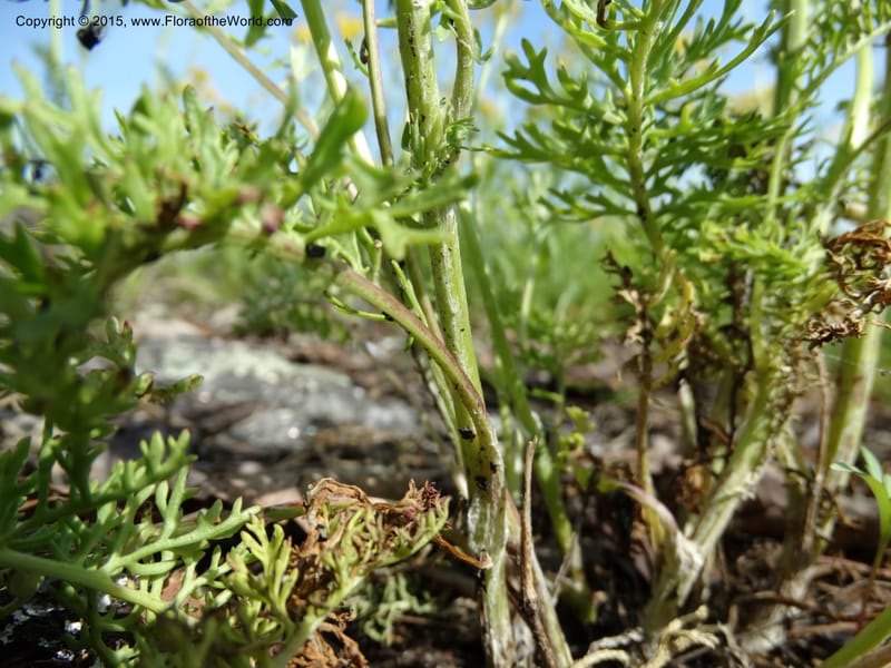 Packera millefolium, Davidson, C 13000--North Carolina. Macon Co. Slick Rock. 14 May 2015. DSC05505 (47).JPG