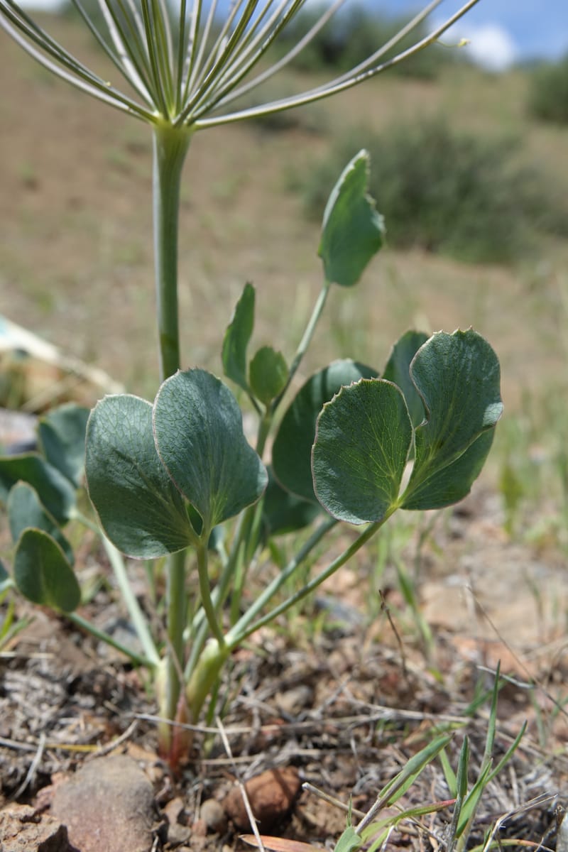 Lomatium nudicaule, C. Davidson 13561--ID. Blaine Co. Rock Creek Preserve. TNC. 14 May 2017. DSC00477 (61).JPG
