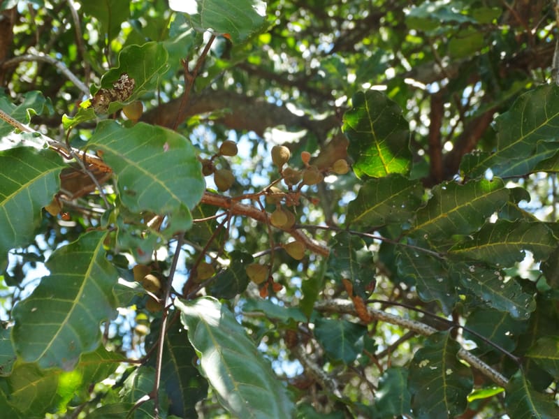 Cupaniopsis, Callmander, M 1227--New Caledonia. Tina. 10 Nov 2015. DSC00610 (37).JPG