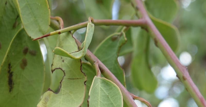 Ximenia americana, Nanyeni 1210--Namibia. C43 S of Opuwo. Odom 76. 21 Mar 2018. DSC02429 (87).JPG
