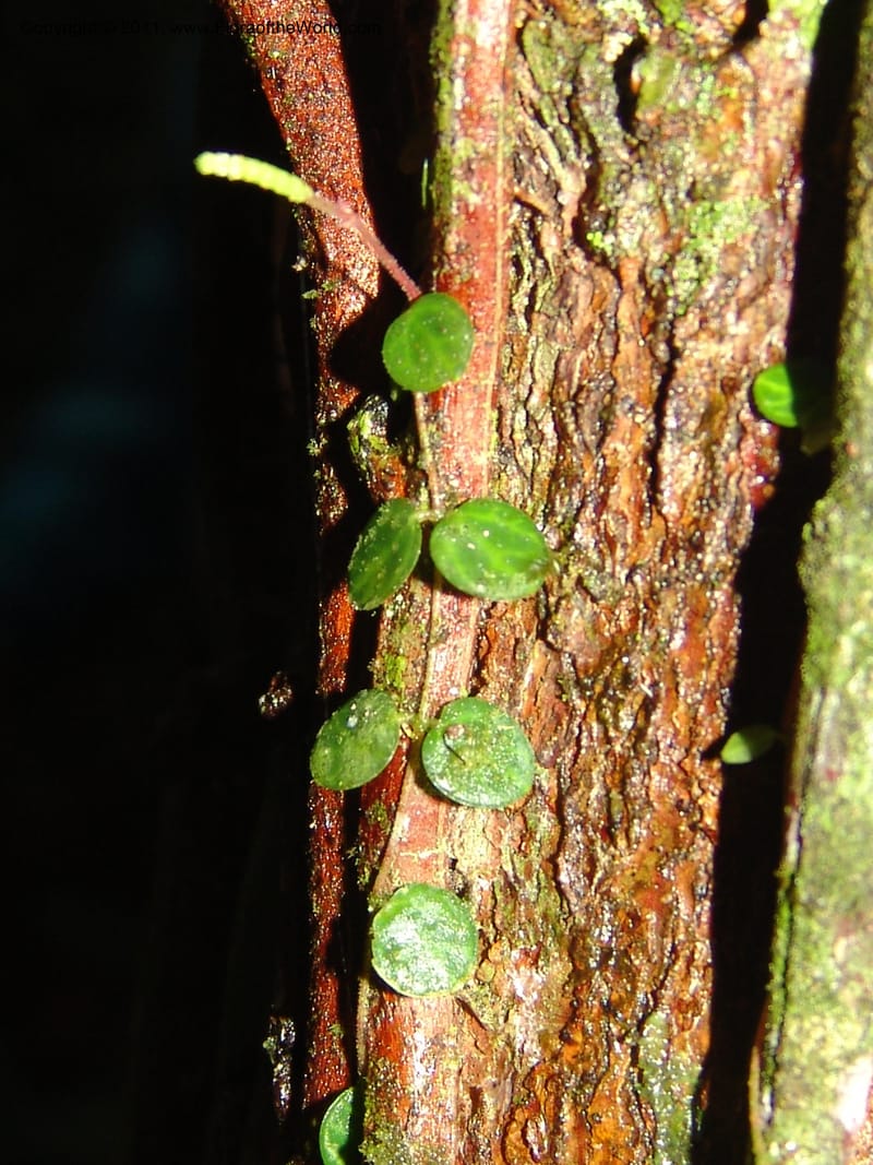 Peperomia delicatula, A Araujo M 3094--Bolivia. Pq. Nal. Madidi. Chalalan, Sendero sin nombre. 24 Sep 06. 423.jpg