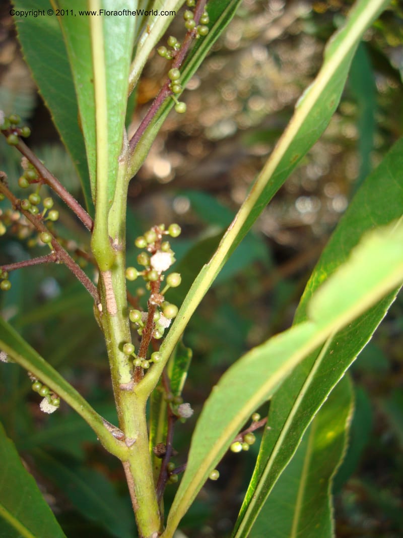 Cleidion, Munzinger, J 4654--New Caledonia, Province du Sud, Dumbea barrage 11 Nov 2007  (8).jpg