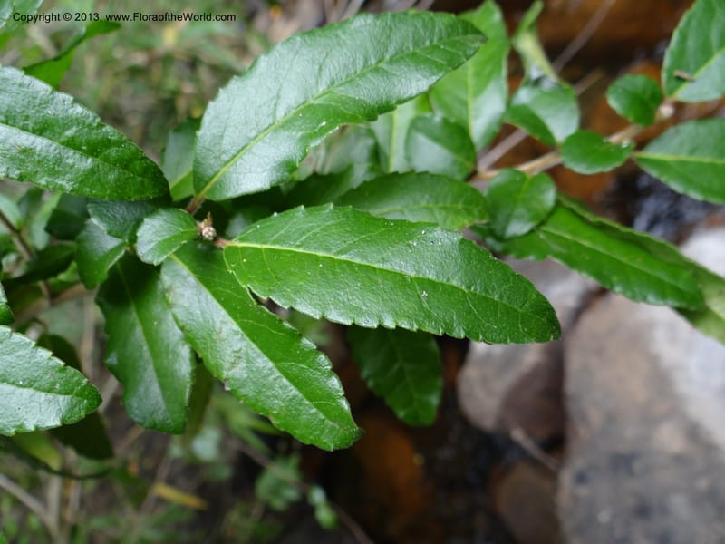 Azara, WDS 34074--Chile. Reserva Nac. Los Queules. 15 Feb 2013. DSC01158 (51).JPG