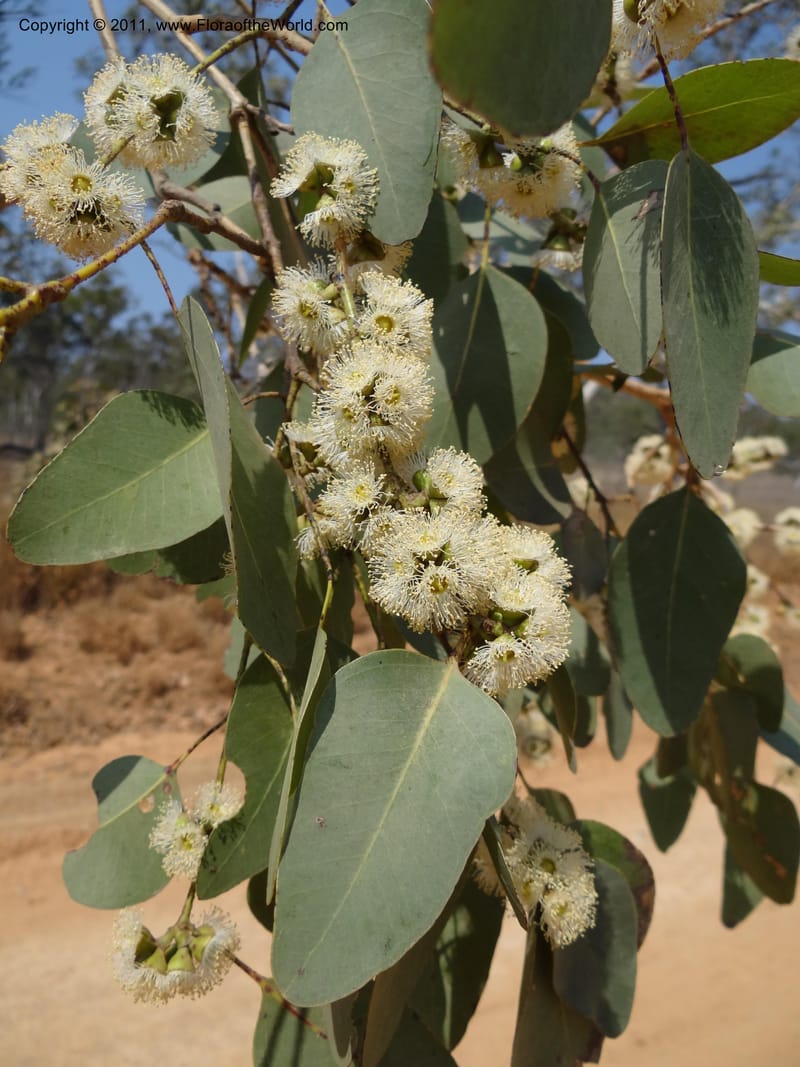 Eucalyptus platyphylla, B. Gray 9065--Australia. Queensland. Bakerville. 22 Sep 2011. (10).JPG