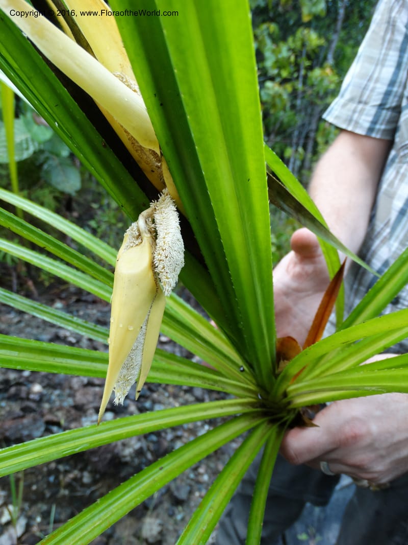 Pandanus borneensis, Callmander, M 1185--Sabah. G. Silam. 1 Oct 2014. DSC00937 (156).JPG
