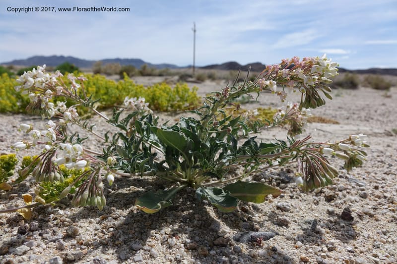 Camissonia boothii subsp. condensata, Davidson, C 13157--California. Inyo Co. Hwy 190 W of Panamint Spgd. Stop 1. 21 Apr 2016. DSC02055 (43).JPG