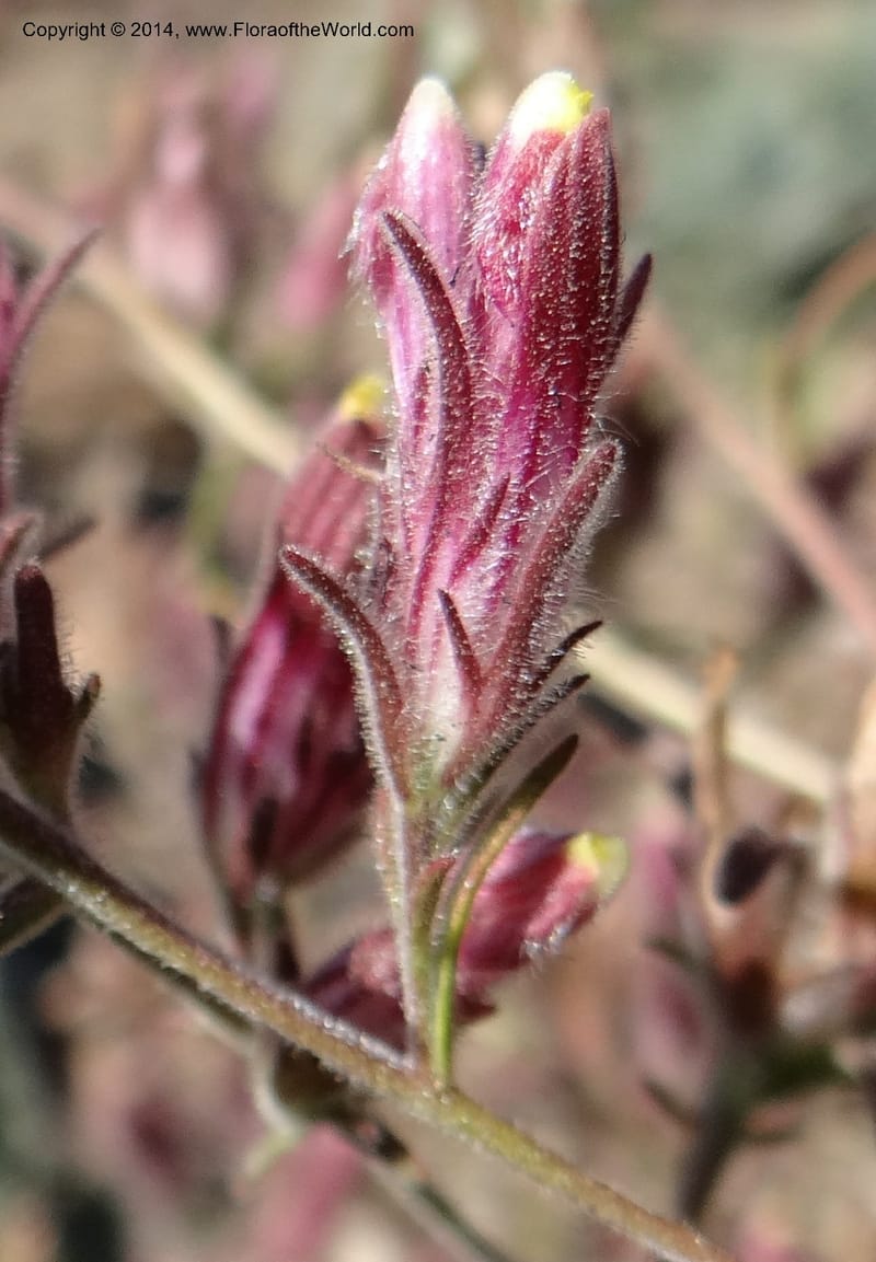 Cordylanthus capitatus, Davidson, C 12234--ID. Ada County. Idaho Bird Observ. Lucky Peak. 16 Sep 2013. DSC07497 (3).JPG
