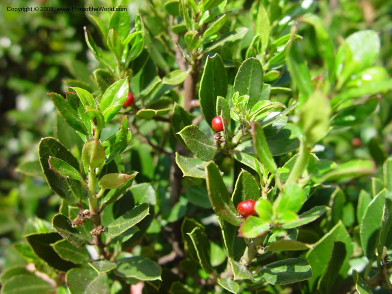 Rhamnus alaternus--Italy. Abruzzo. Ris. Torino di Sangro. 5 May 03. 098.jpg