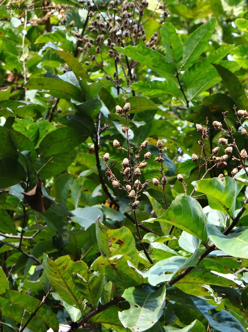 Lagerstroemia--Thailand. Trang. Khao Pra Bang Kram Wildl. Sanct. 16 Nov 2012. DSC00077 (138).JPG