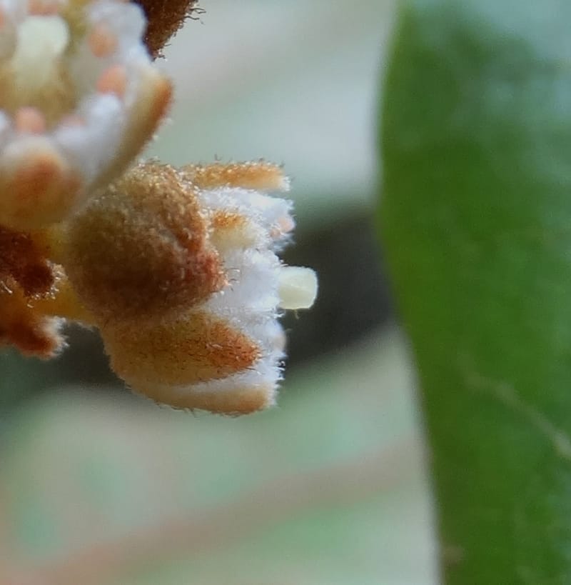 Storthocalyx sordidus, Callmander, M 1230--New Caledonia. Haute Robinson. 11 Nov. 2015. DSC00909 (67).JPG
