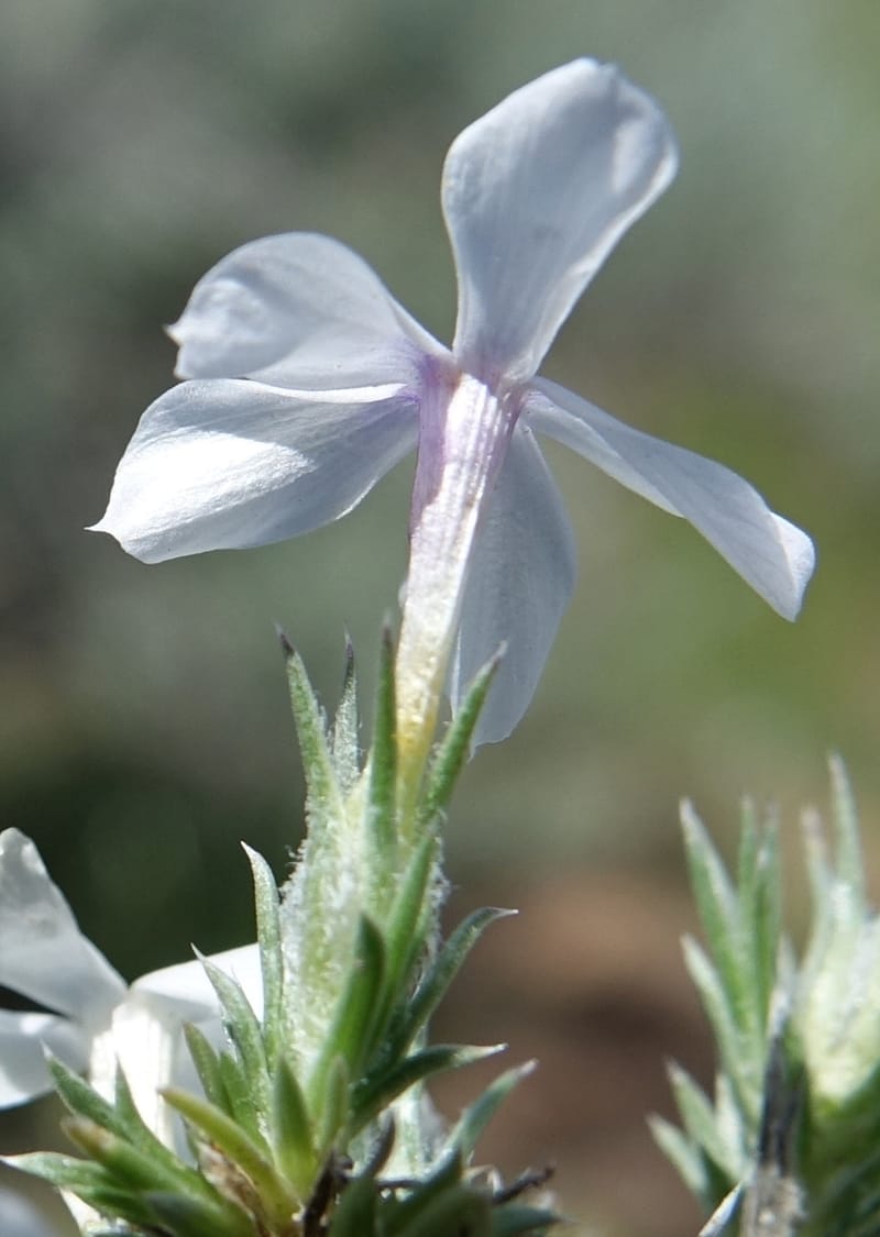 Phlox hoodii, C. Davidson 13543--ID. Blaine Co. Rock Creek Preserve. TNC. 13 May 2017. DSC00171 (49).JPG