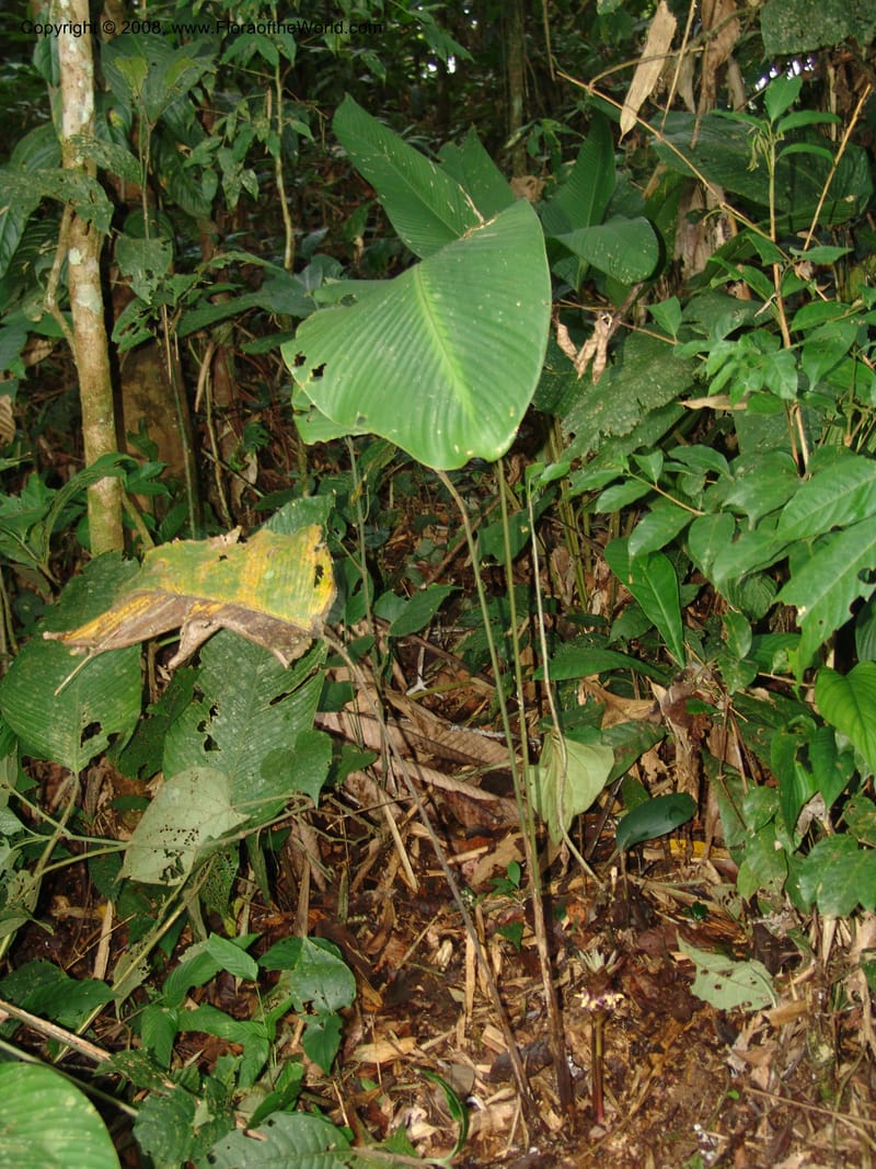 Calathea, RVasquez33008--Peru. Pillcopata. Qbda Pini Pini. 29 Oct 07. 755.jpg